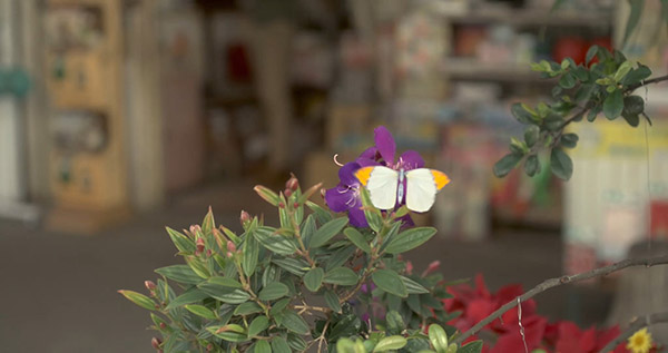 vfx butterfly